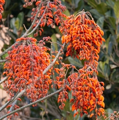 Erythrina falcata