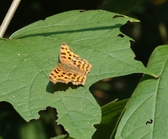 Polygonia c-aureum