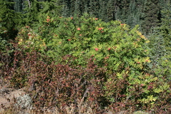 Sorbus sitchensis
