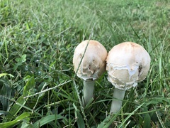 Hypomyces hyalinus