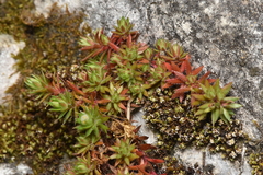 Saxifraga