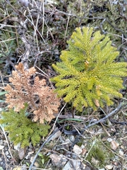 Austrolycopodium fastigiatum