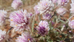Gomphrena kanisii
