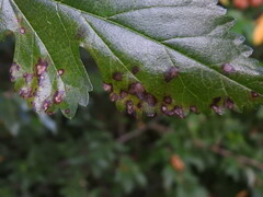 Cercospora moricola