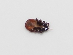 Ixodes