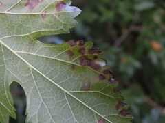 Cercospora moricola