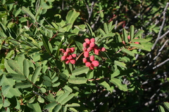 Sorbus sitchensis