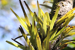 Pyrrosia longifolia