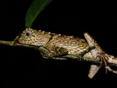 Gonocephalus bornensis