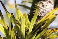 Pyrrosia longifolia