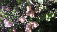 Tessaria integrifolia