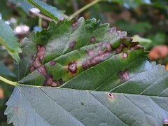 Cercospora moricola