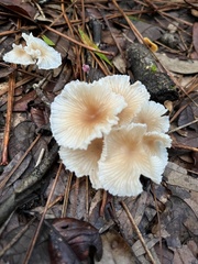 Gerronema strombodes