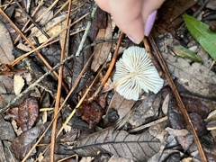 Gerronema strombodes