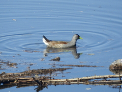 Porphyriops melanops