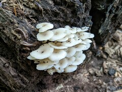 Clitocybula abundans