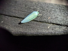 Gyponini