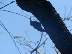 Lepidocolaptes angustirostris