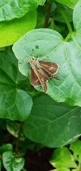 Borbo cinnara