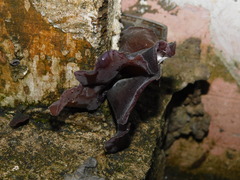 Auricularia cornea
