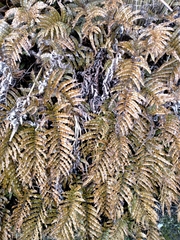 Blechnum montanum