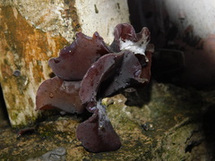 Auricularia cornea