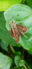 Borbo cinnara