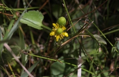 Halerpestes cymbalaria