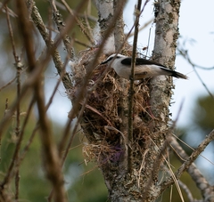 Fluvicola nengeta