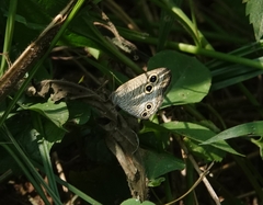 Ypthima multistriata