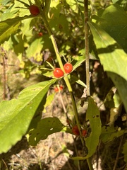 Triosteum aurantiacum