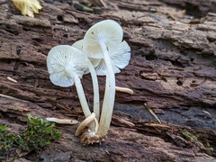 Clitocybula abundans