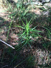 Dracophyllum sinclairii