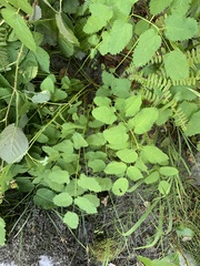 Sanguisorba stipulata