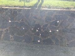 Oenothera lindheimeri