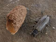 Neoplocaederus granulatus