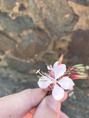 Oenothera lindheimeri