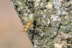 Oecophylla smaragdina