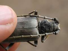 Neoplocaederus granulatus