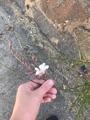 Oenothera lindheimeri