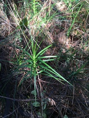 Dracophyllum sinclairii