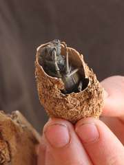 Neoplocaederus granulatus