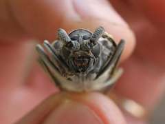 Neoplocaederus granulatus