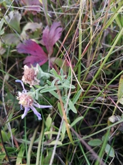 Aster altaicus