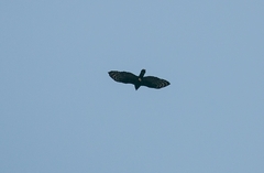 Spizaetus tyrannus