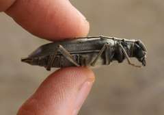 Neoplocaederus granulatus