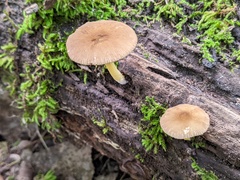 Pluteus romellii