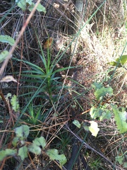 Dracophyllum sinclairii