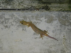 Hemiphyllodactylus typus