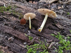 Pluteus romellii